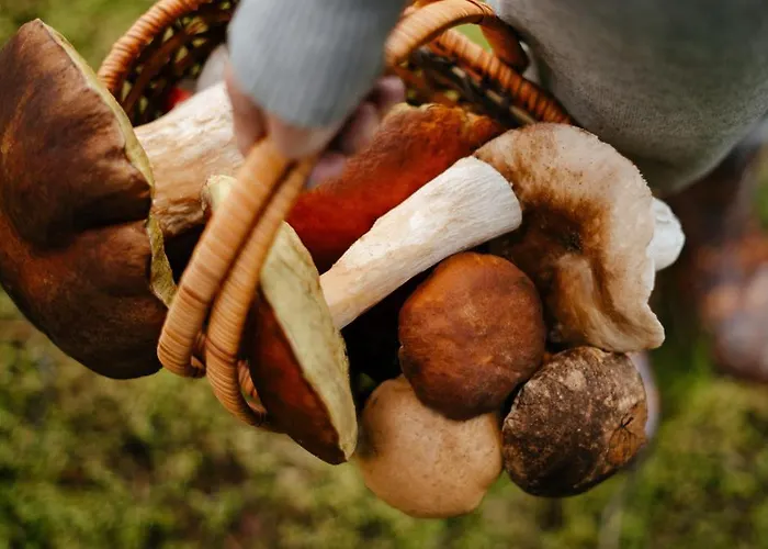 Ruzova Pod Klinovcem בקתה Loučná pod Klínovcem